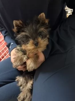 T.S 様のお迎えした子犬