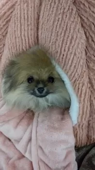 E.T 様のお迎えした子犬