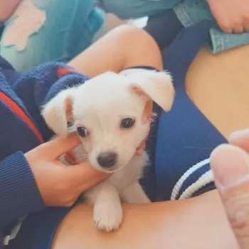T.Y 様のお迎えした子犬