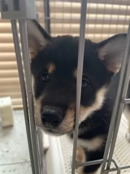 M.S 様のお迎えした子犬