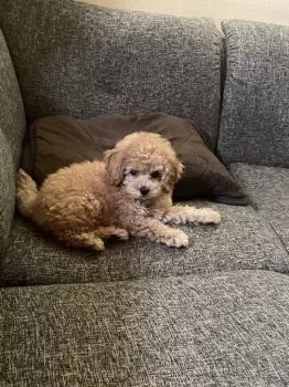 あきママ 様のお迎えした子犬