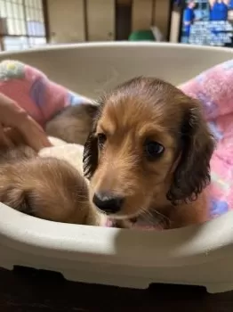 T.M 様のお迎えした子犬