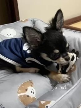 あい 様のお迎えした子犬