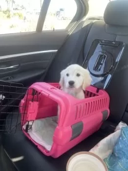 みーちゃん 様のお迎えした子犬
