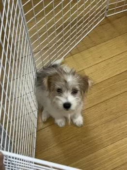 M.T 様のお迎えした子犬