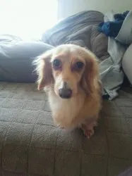 Swell 様のお迎えした子犬