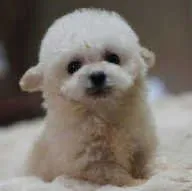 てるみん 様のお迎えした子犬