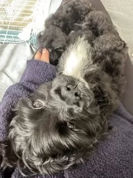 ころりん 様のお迎えした子犬