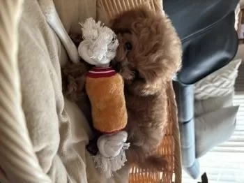 えみ 様のお迎えした子犬