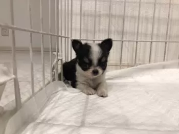 M.S 様のお迎えした子犬