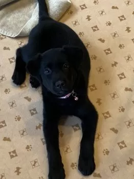 ムラカミ 様のお迎えした子犬
