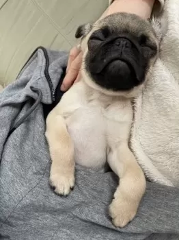 K.K 様のお迎えした子犬