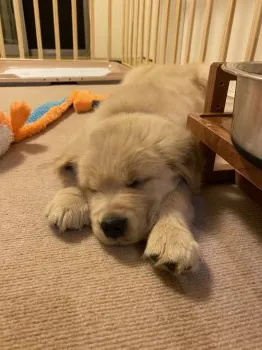 Y.S 様のお迎えした子犬