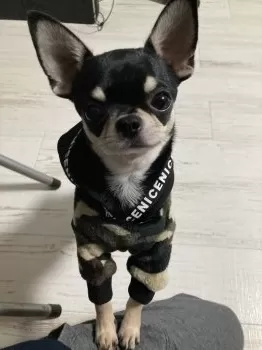 S.M 様のお迎えした子犬