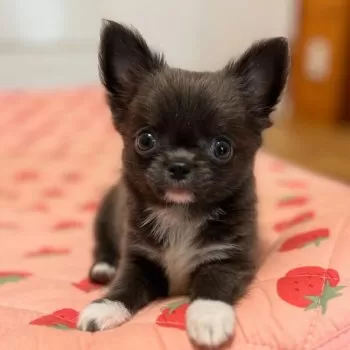 H.M 様のお迎えした子犬