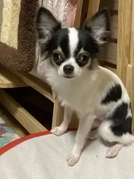yu 様のお迎えした子犬