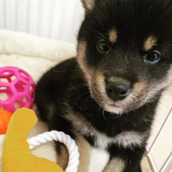 さお 様のお迎えした子犬