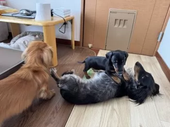 スミゾー 様のお迎えした子犬
