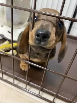 my_0723 様のお迎えした子犬