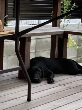 K.M 様のお迎えした子犬