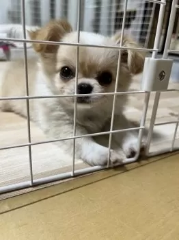 コロン 様のお迎えした子犬