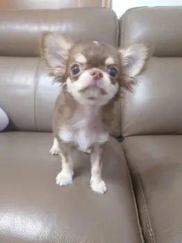 K.M 様のお迎えした子犬