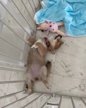 Y.T 様のお迎えした子犬