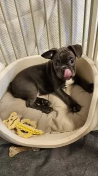 N.T 様のお迎えした子犬