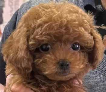 らんちゃんママ 様のお迎えした子犬
