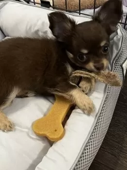 A.N 様のお迎えした子犬