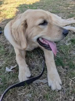 さくらワンコ 様のお迎えした子犬