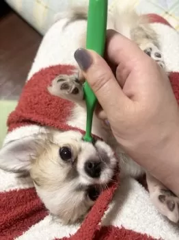 はあと 様のお迎えした子犬