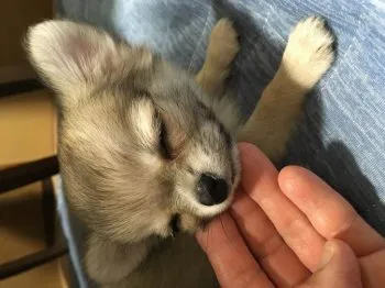 ピグモン 様のお迎えした子犬