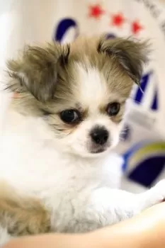 H.N 様のお迎えした子犬