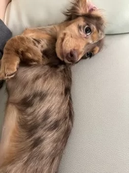 くーちゃん　T.S 様のお迎えした子犬