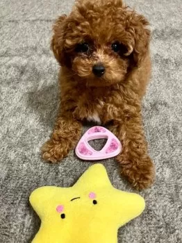 はる 様のお迎えした子犬