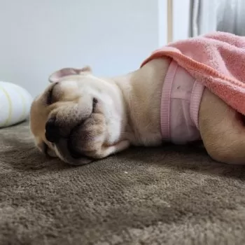 M.K 様のお迎えした子犬