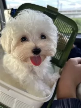 T.M 様のお迎えした子犬