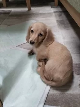 みらい 様のお迎えした子犬