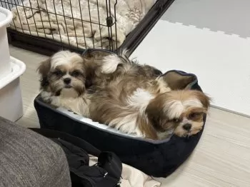 ひーちゃん 様のお迎えした子犬