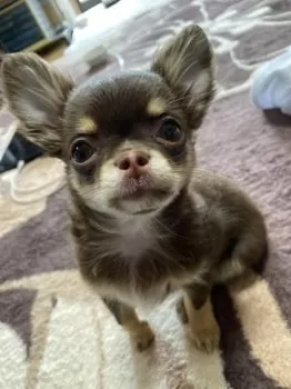 M.T 様のお迎えした子犬