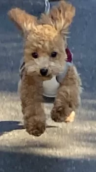 K.F 様のお迎えした子犬