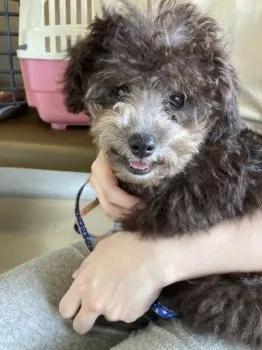 まりんぬ 様のお迎えした子犬