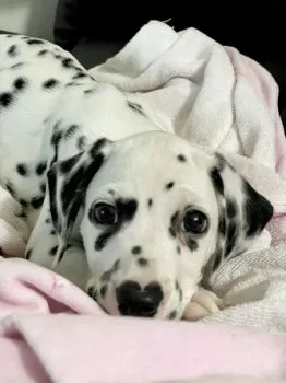 ユキノ 様のお迎えした子犬