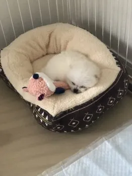 S.U 様のお迎えした子犬