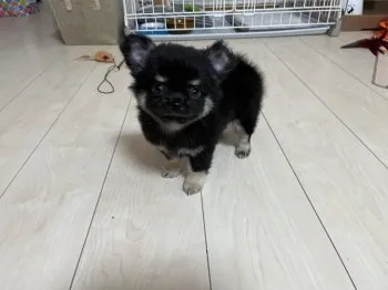 うっちぃ 様のお迎えした子犬