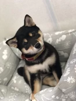 H.S 様のお迎えした子犬