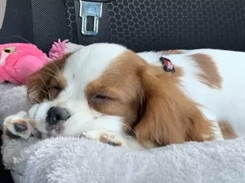 K.Ｉ 様のお迎えした子犬