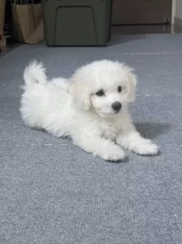 ゴウ 様のお迎えした子犬