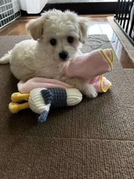 Y.U 様のお迎えした子犬